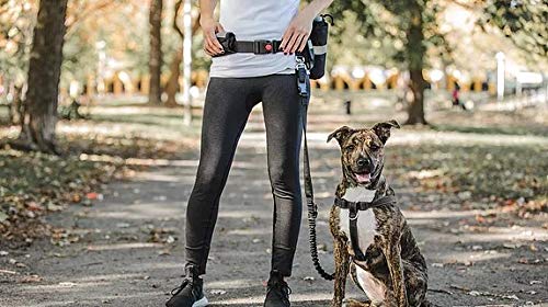 [Australia] - Waist Belt & Bungee Leash, Retractable Hands Free Dog Leash, Shock Absorber for Running, Walking, Hiking, Jogging, Animals up to 100 lbs,Reflective Detailing, Pouches for Phone/Treats/Water 