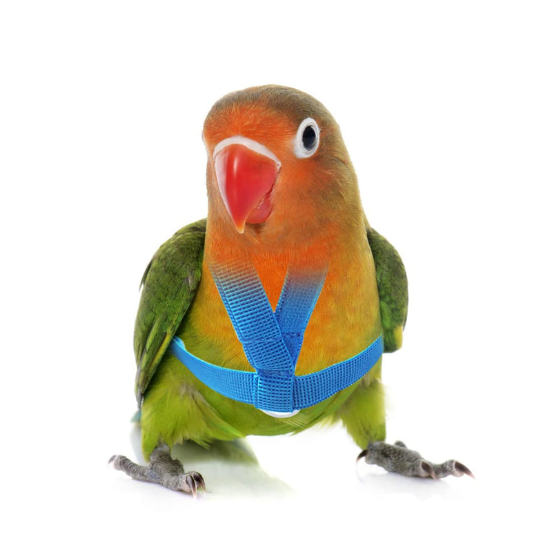 VANFAVORI Adjustable Bird Harness with 80 Inch Leash, Outdoor Flying Kit Training Rope for Birds Parrots Cockatiel XS Blue - PawsPlanet Australia