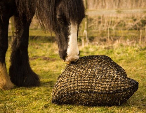 Trickle Net ® - The Most Effective and Strongest Slow Feeder Hay/Haylage Net for your Horse. Recommended by Vets for laminitis weight control or digestive disorders. Buy wise, buy once! - PawsPlanet Australia