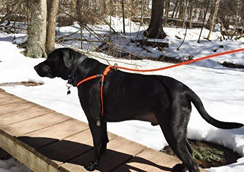 Harness Lead, Escape Resistant Leash, Reduces Pull, Dog Harness Small/Medium 14-40 lbs Orange Reflective - PawsPlanet Australia