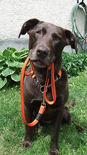 [Australia] - ROGZ Utility Large 3/4-Inch Reflective Fanbelt 6-ft Long Fixed Dog Lead Orange 