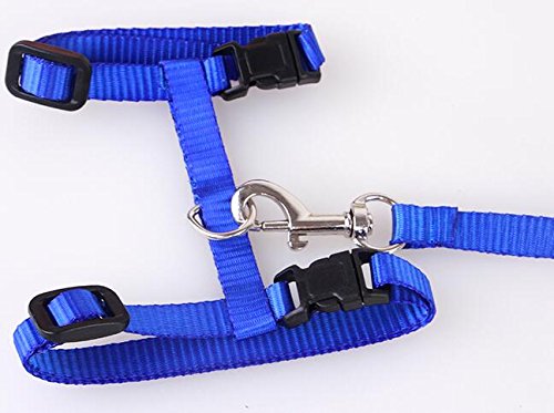 [Australia] - Gozier Pet Lead Leash Halter Harness Adjustable Safety Nylon Rope Strap Belt for Dog Cat Kitten BLUE 