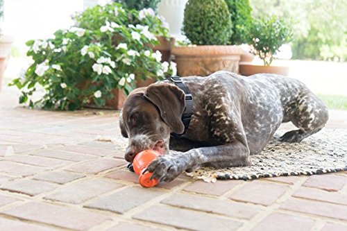 PetSafe Sportsmen Squeak N Treat Booya Refillable Dog Dispensing Toy, Medium - PawsPlanet Australia