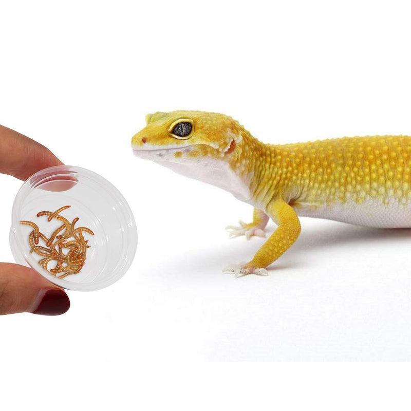 SLSON Small Gecko Food and Water Cups 100 ct Plastic Feeder Cups for Reptile Feeding Bowls for Crested Gecko Lizard and Other Small Pet, 0.5 oz - PawsPlanet Australia