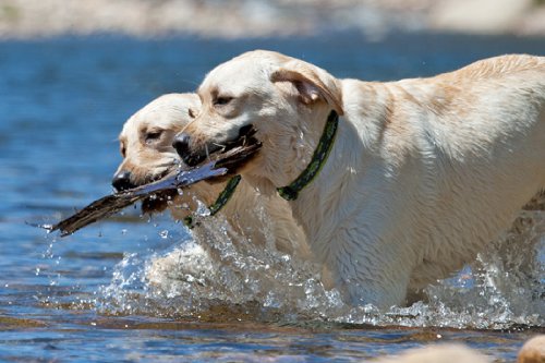 [Australia] - Lupine Pet Brook Trout 1" Adjustable Large Dog Collar 1"W; 12-20" Neck 