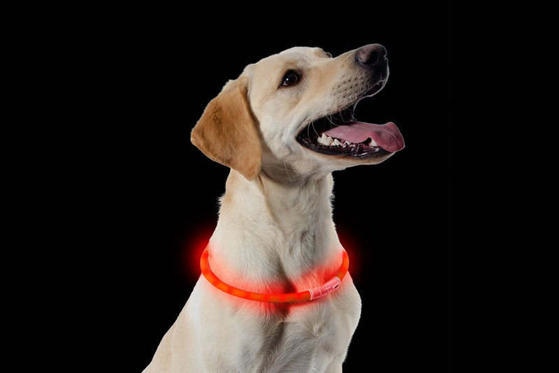 Other Usb Rechargeable Night Time Safety Halo 70cm, clear - PawsPlanet Australia