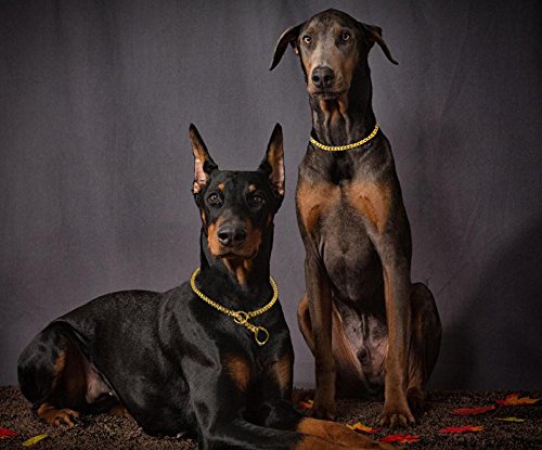 [Australia] - Didog Luxury Titan Choke Chain Collar,Dog Training Collars,Best for Pit Bull, Doberman,Mastiff, Bulldog 18" Golden 