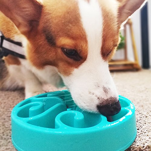 Innopet Slow Feed Dog Bowl, Anti Choking, Non-slip Block at the Bottom, Prevent Bloating, Pet Interactive Fun Feeder, for Dogs Puppies Cats Kitties Green - PawsPlanet Australia