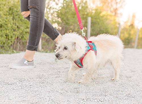 [Australia] - RC Pet Products Step in Cirque Dog Harness, Small, Maldives 