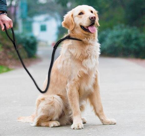 erioctry Pet Dog Nylon Adjustable Loop Slip Traning Leash Lead Rope Slip Dog Leash and Collar 1.2m Red - PawsPlanet Australia