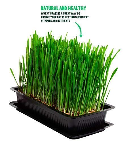 Vitakraft Cat Grass Seed Kit Wheatgrass for Pet, Grow Indoor Treat in Tray 120 Gram (Pack of 6) - PawsPlanet Australia