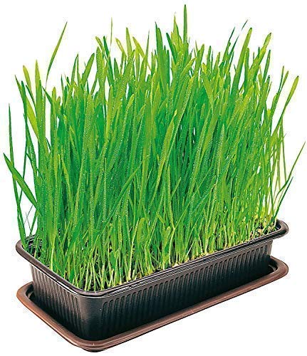 Vitakraft Cat Grass Seed Kit Wheatgrass for Pet, Grow Indoor Treat in Tray 120 Gram (Pack of 6) - PawsPlanet Australia