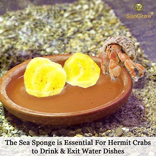 [Australia] - Luffy SunGrow Hermit Crab Sea Sponges, 2 Inches, Promote Healthy Shell Development, Assists in Drinking, Moisture Cocoon to Keep Crabs Moist and Hydrated, 4 Pack 