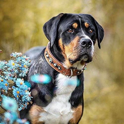 MICHUR LAKOTA Leather Dog Collar, Dog Collar, BROWN, LEATHER, BLUE STONES WITH ROUND RIVETS Neck circumference 24.02-26.97" - PawsPlanet Australia