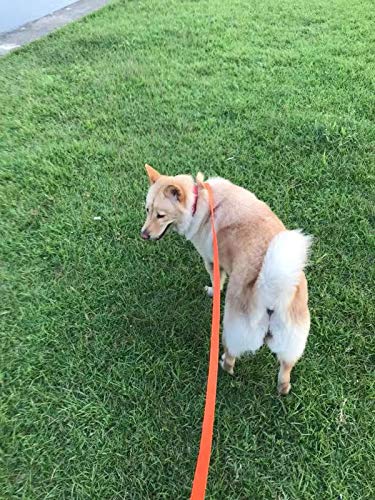 AMAGOOD Dog/Puppy Obedience Recall Training Agility Lead-15 ft 20 ft 30 ft 50 ft Long Leash-for Dog Training,Recall,Play,Safety,Camping 15feet Orange - PawsPlanet Australia