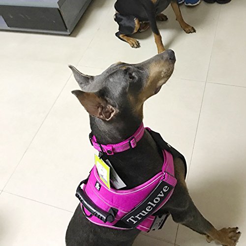 [Australia] - Creation Core 3M Reflective Mesh Padded Dog Collar Adjustable Nylon Outdoor Adventure Pet Collar Medium Pink 