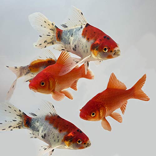 [Australia] - Toledo Goldfish Live Shubunkin and Comet Goldfish Combo for Ponds or Aquariums – USA Born and Raised – Live Arrival Guarantee 4 to 5 inches 6 Fish (3 of each) 