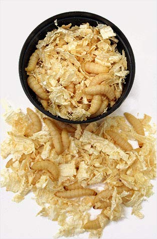 MONTAUR 50 waxworms (15g) - PawsPlanet Australia