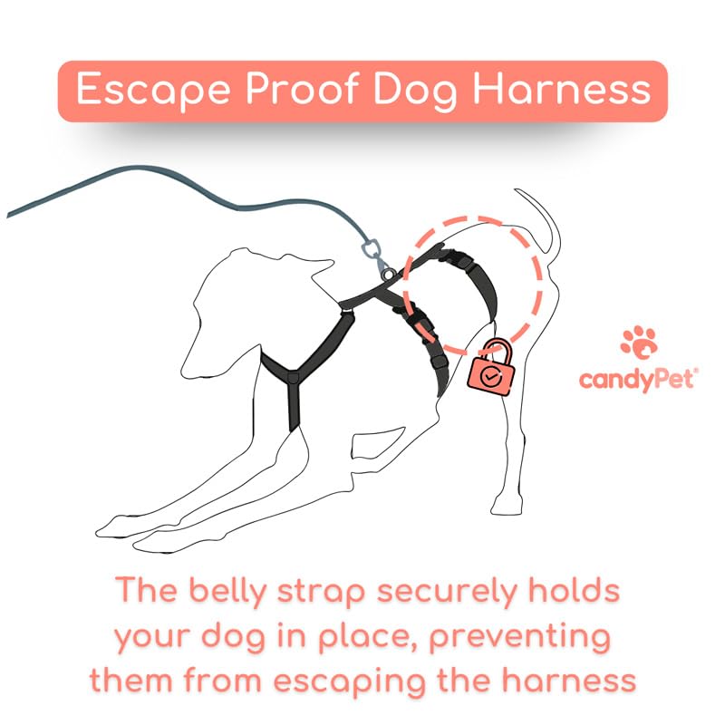 3-Point Anti-Escape, Anti-Pull Harness - Ideal for Sighthounds: Italian Greyhound, Whippet, Greyhound, Podenco - Safe, Breathable, and Durable - Perfect for Walking and Running, Antracita, S - PawsPlanet Australia