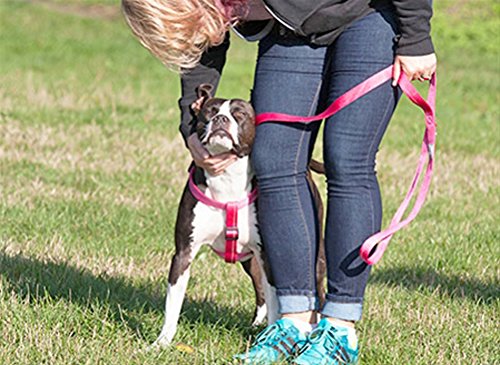 [Australia] - RC Pets Primary Collection Dog Leash Raspberry 6' Length: 3/4" Wide 