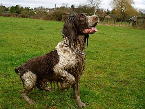 RSPCA Muddy Paws Dog Shampoo, 250 ml - PawsPlanet Australia