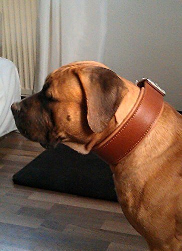 [Australia] - Bestia Genuine Leather Dog Collar, Large Breeds, Cane Corso, Rottweiler, Boxer, Bullmastiff, Dogo, Bully, Quality Dog Collar, 100% Leather L- fits a neck of 19.7- 22.6 inch 