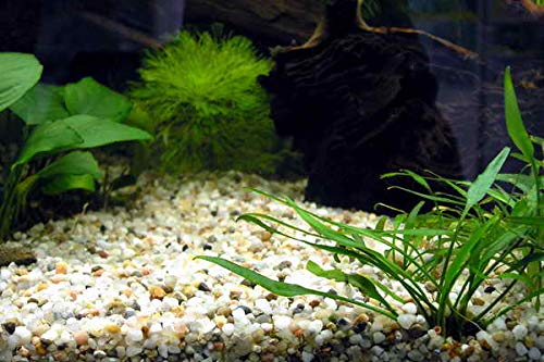 TM Aquatix Aquarium Sand White Fish Tank Gravel Natural Substrate (1kg, Grey 2-3mm) 1kg - PawsPlanet Australia
