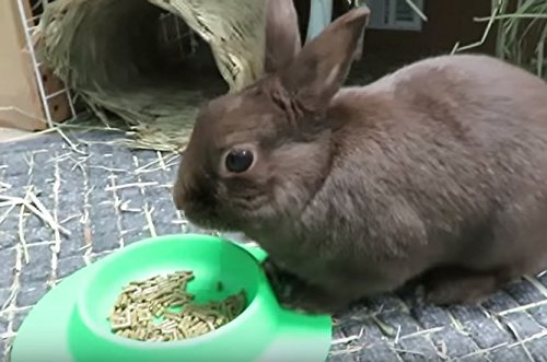 [Australia] - STAYbowl Tip-Proof Bowl for Guinea Pigs and Other Small Pets - Spring Green - Large 3/4 Cup Size New 