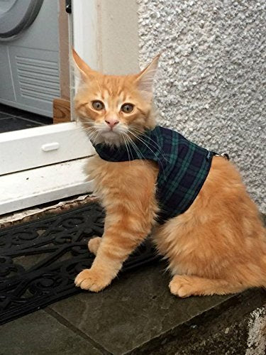 Mynwood Cat Jacket/Harness Black Watch Tartan Kitten up to 8month - PawsPlanet Australia