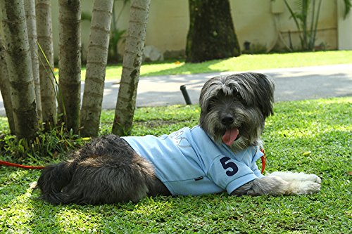 DoggyDolly T228 Dog Poloshirt Give me 5, blue XXS - chest 26-28 cm - back length 13-15 cm - PawsPlanet Australia