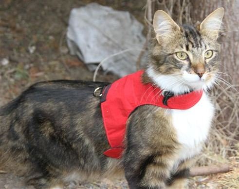 Mynwood Cat Jacket/Harness Red Adult Cat - PawsPlanet Australia