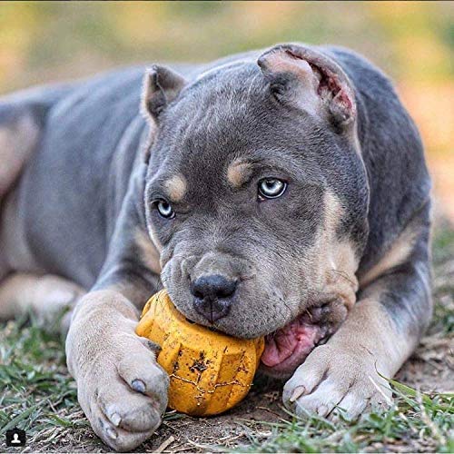 [Australia] - Industrial Dog by SodaPup - Natural Rubber Treat Pocket - Fetch & Dental Chew Toy - Yak Chew Holder - Made in USA - For Heavy Chewers - Yellow - Large 