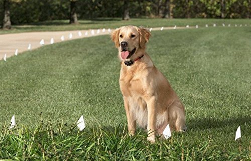 [Australia] - Sparky Pet Co3/4 Nylon Quick Snap Double Buckle Replacement Strap for All E Collar Systems (Green) 