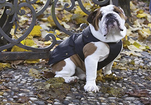 Croci Padded Jacket Specific Fitting for French Bulldog, English Bulldog and Carlino for Dogs, 47 cm - PawsPlanet Australia