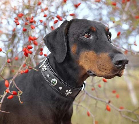 MICHUR El Pavo Dog Collar Leather, Leather Collar Dog, Collar, Black, LEATHER, with lilies, rhinestones and big peacock eye Neck circumference 20,47-22,83" - PawsPlanet Australia