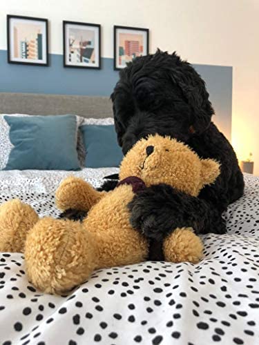 Scarlaroo Squeaky Dog Toys, present our Dog Teddy Toy for Pets Range of Soft Plush Bears. (Teddies (Bobby)) Teddies (Bobby) - PawsPlanet Australia