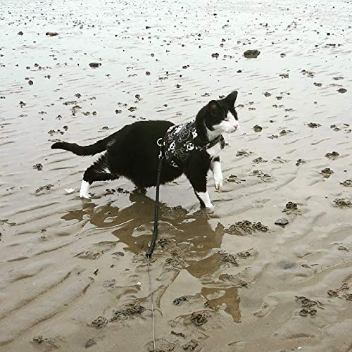 Mynwood Cat Jacket/Harness Skulls Adult Cat - PawsPlanet Australia