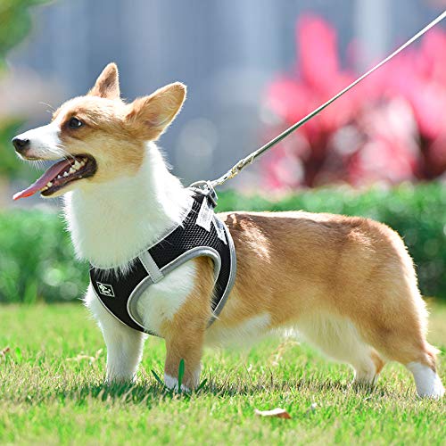 Penivo Small Dog Harness Vest Puppy Breathable Mesh Pet Dog Harness and Leash Set Reflective for Small Medium Dogs Chest Strap Walking Lead (L,40-45cm, Pink) L,40-45cm - PawsPlanet Australia