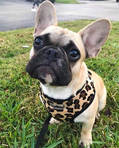 Parisian Pet Freedom Dog Harness, Leopard, M - PawsPlanet Australia