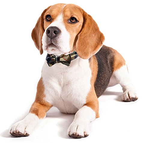 Kebs Cat Bow Tie Collar with Detachable Bowtie Adjustable Neck Tie for Dogs Medium Plaid Khaki - PawsPlanet Australia