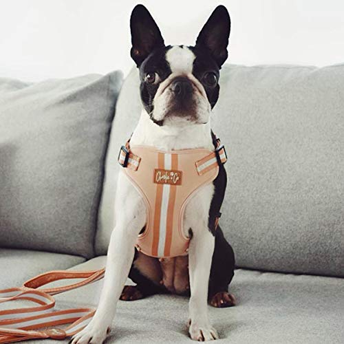 Charlie + Co Dog Lead with Comfortable Padded Neoprene Handles and Close Control Traffic Grip (5 FT / 150 cm) (Life's a Peach) Life's a Peach - PawsPlanet Australia