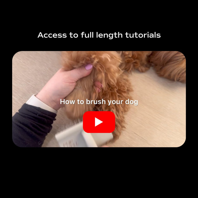 Slicker Brush for Professional and Luxury Dog Grooming to Prevent Matting with Dense and Extra Long Stainless Steel Pins (Goldendoodles, Labradoodles, Poodles) - PawsPlanet Australia