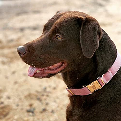 Animal Outfitters UK Velvet Collection Vegan | Pink and Gold Dog | Puppy Collar | Adjustable for Small or Large Dogs (X-Small) X-Small - PawsPlanet Australia