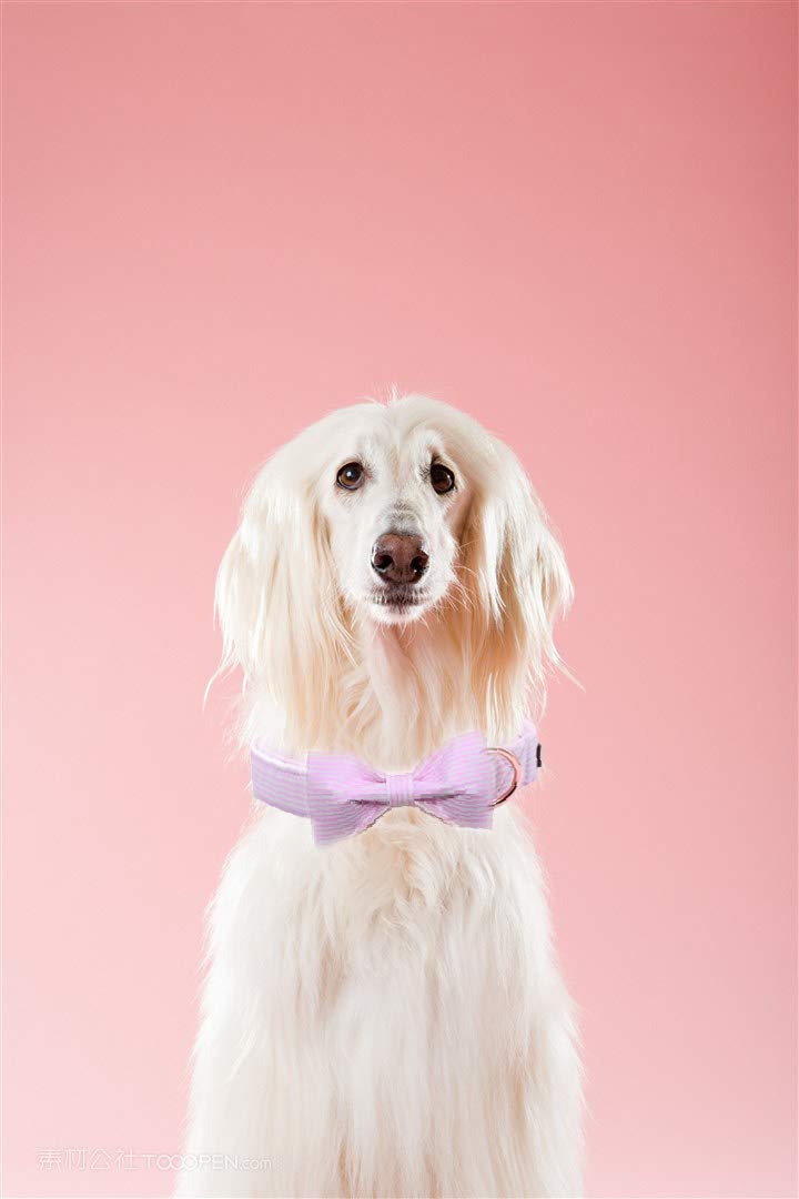 Unique Style Paws Pet Soft &Comfy Bowtie Dog Collar and Cat Collar Pet Gift for Dogs and Cats 6 Size and 7 Patterns XX-Small Pink Stripe - PawsPlanet Australia