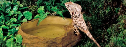 Exo Terra Water Dish, Medium - PawsPlanet Australia