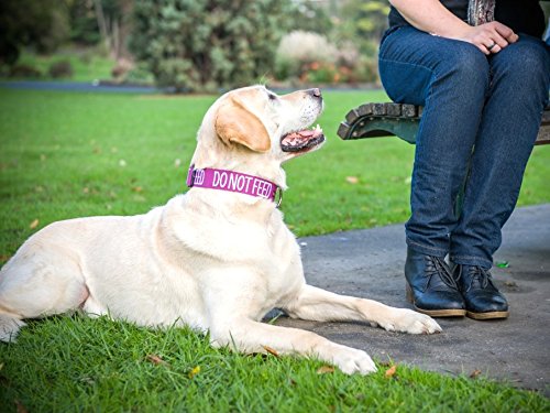[Australia] - Dexil Limited Do Not Feed Purple Color Coded S-M L-XL Buckle Dog Collars (May Have Allergies) Prevents Accidents by Warning Others of Your Dog in Advance L-XL Collar 15-25"Lx1.5"W 