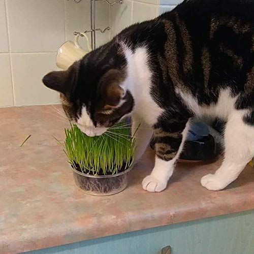 Cat Grass Kit x 2 (Grow your own) By Cat FurNature - PawsPlanet Australia
