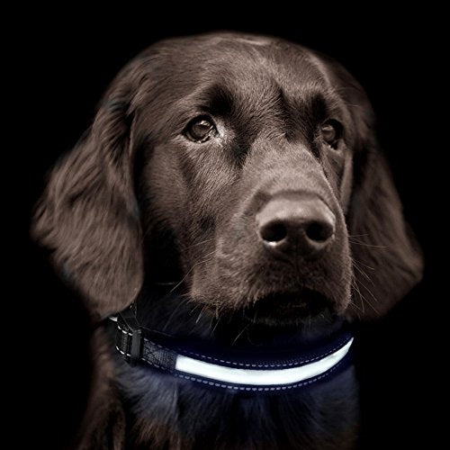 LED Dog Collar, LaiXin Flashing Dog Collar Waterproof USB Rechargeable and Solar Charging, Illuminated Reflective Ultra Bright Collar for Medium Dogs - White (M, 40cm~50cm, 15kg~25kg) M:40cm~50cm(15kg~25kg) White(Reflective) - PawsPlanet Australia