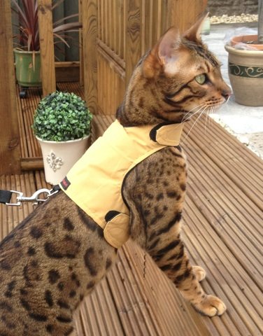 Mynwood Cat Jacket/Harness Caramel Adult Cat - PawsPlanet Australia