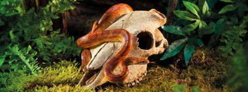 Exo Terra Terrarium Decor Buffalo Skull - PawsPlanet Australia